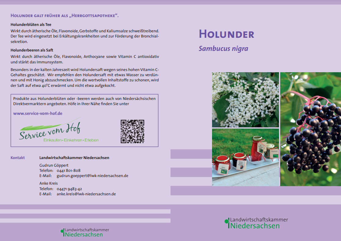 Flyer: Holunder